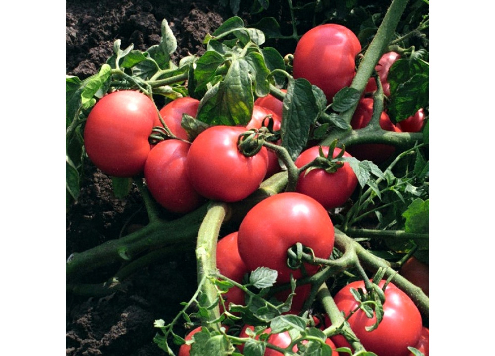 Томат Verter F1