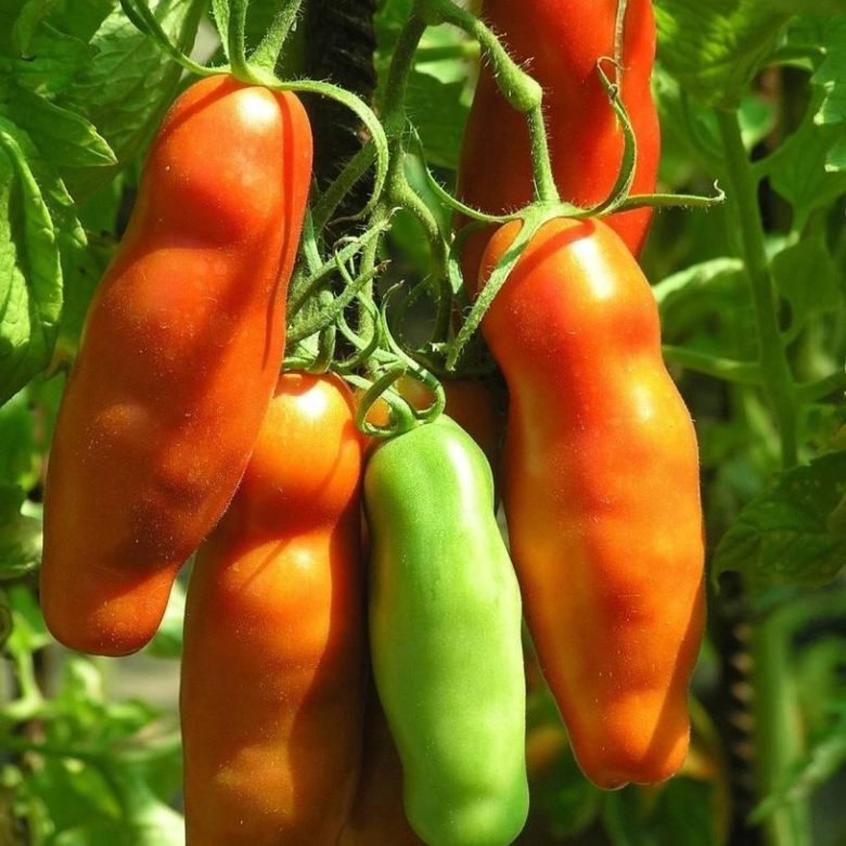 Томат Аурия (Адам)