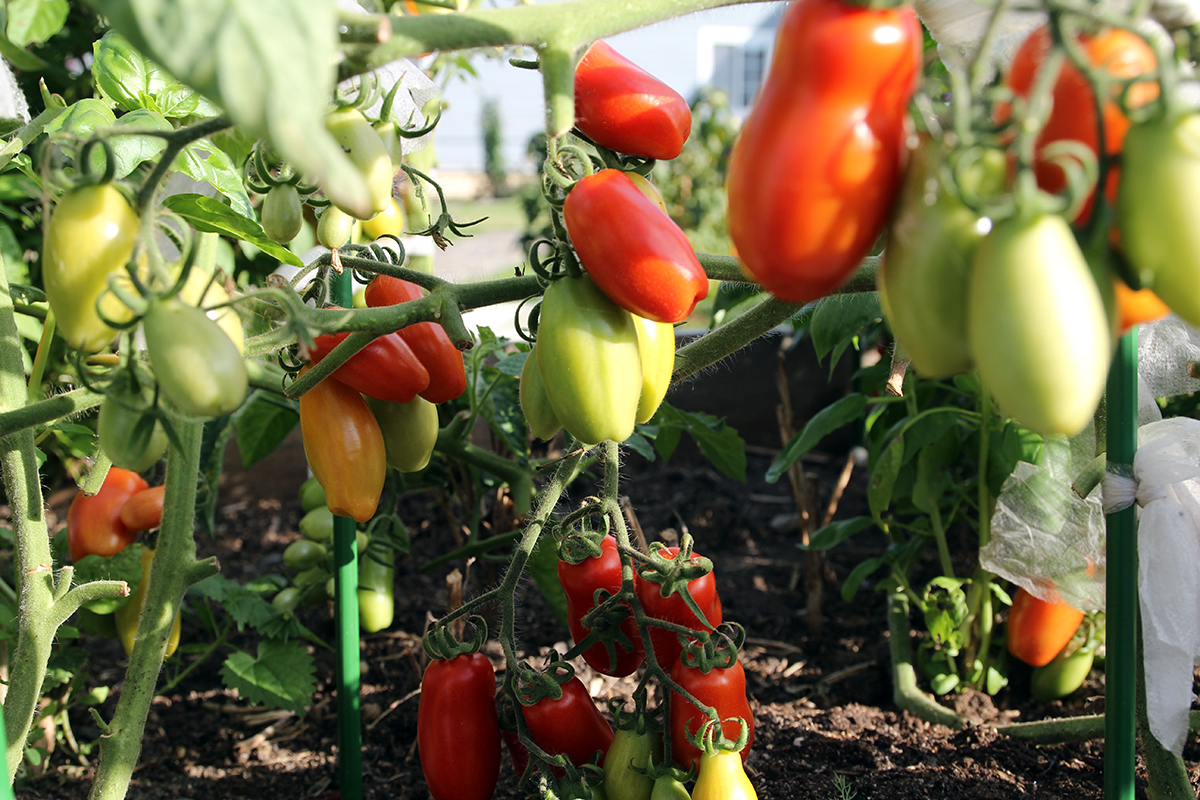 Миниатюра 2