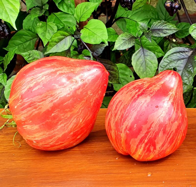 Томат Долговязая Салли малиновая