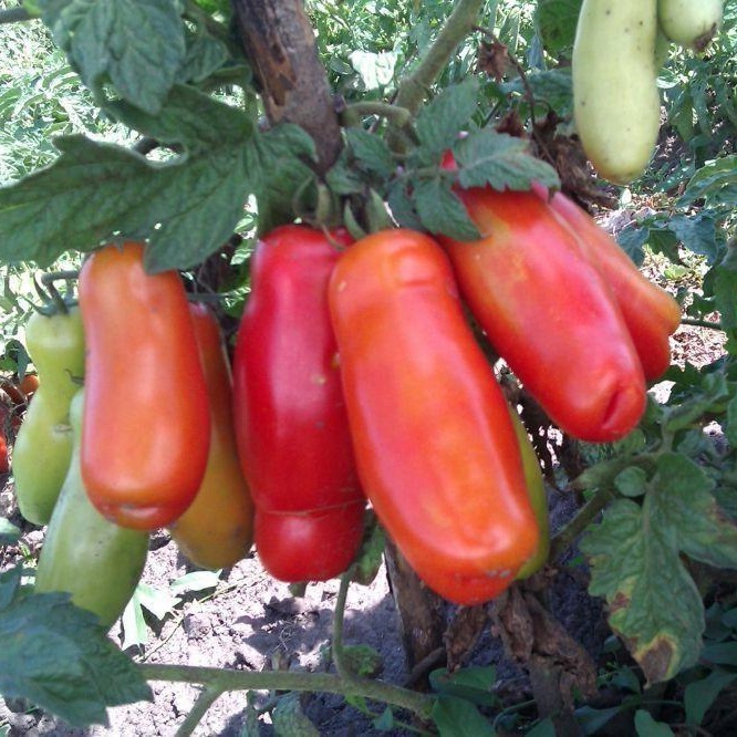 Томат Дрова