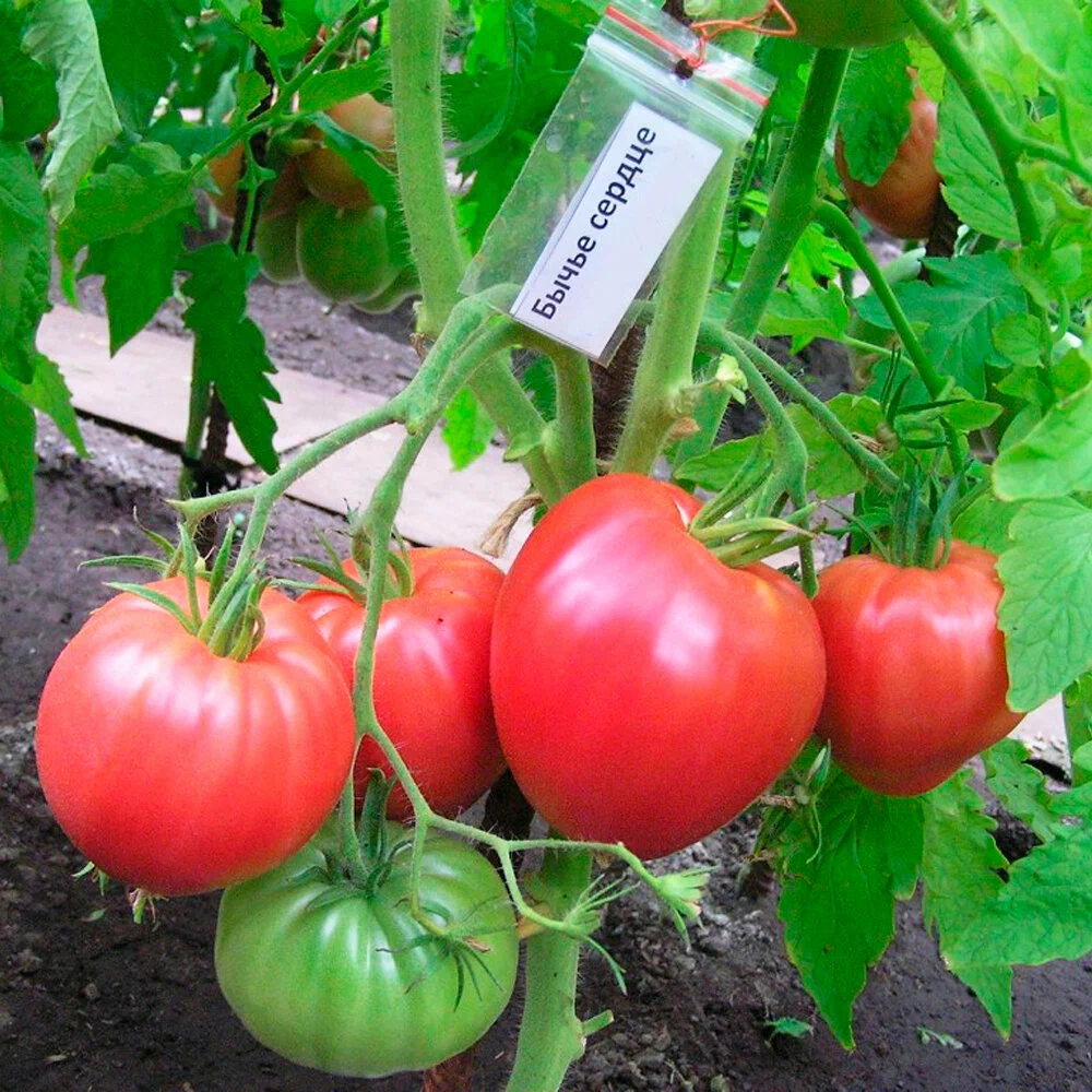 Томат Бычье сердце