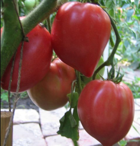 Миниатюра 3