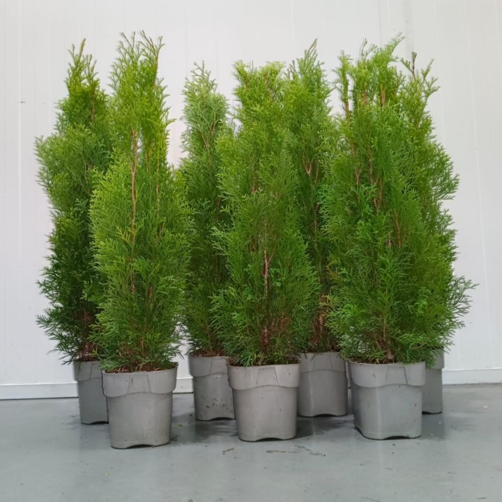 Туя Смарагд 40 см