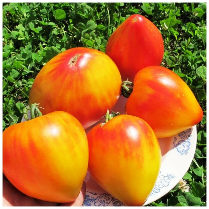 Томат Абрикосовое Сердце Зебры