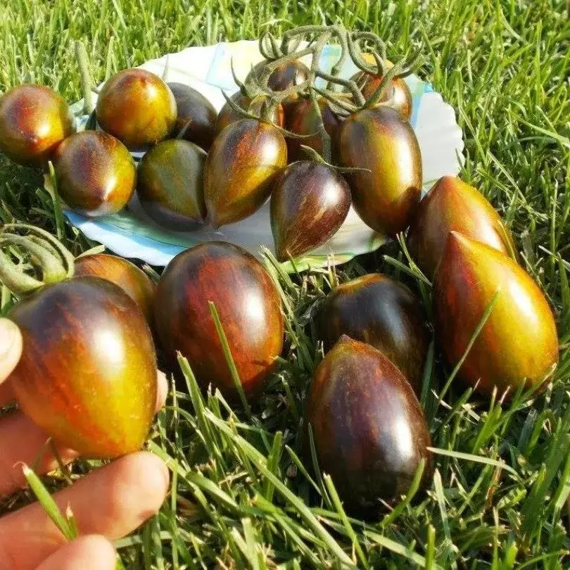 Томат Bred's Athomic Grape Green