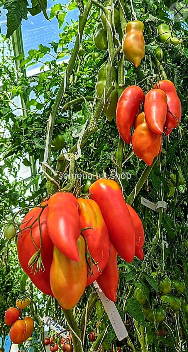 Миниатюра 2