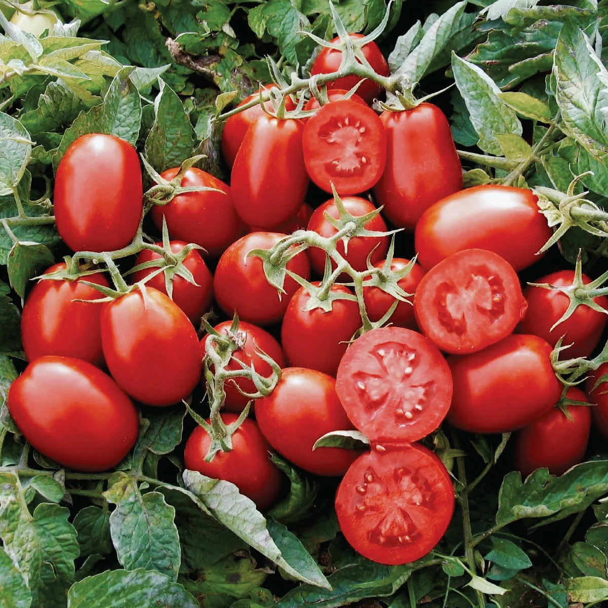 Томат American Heinz 3402