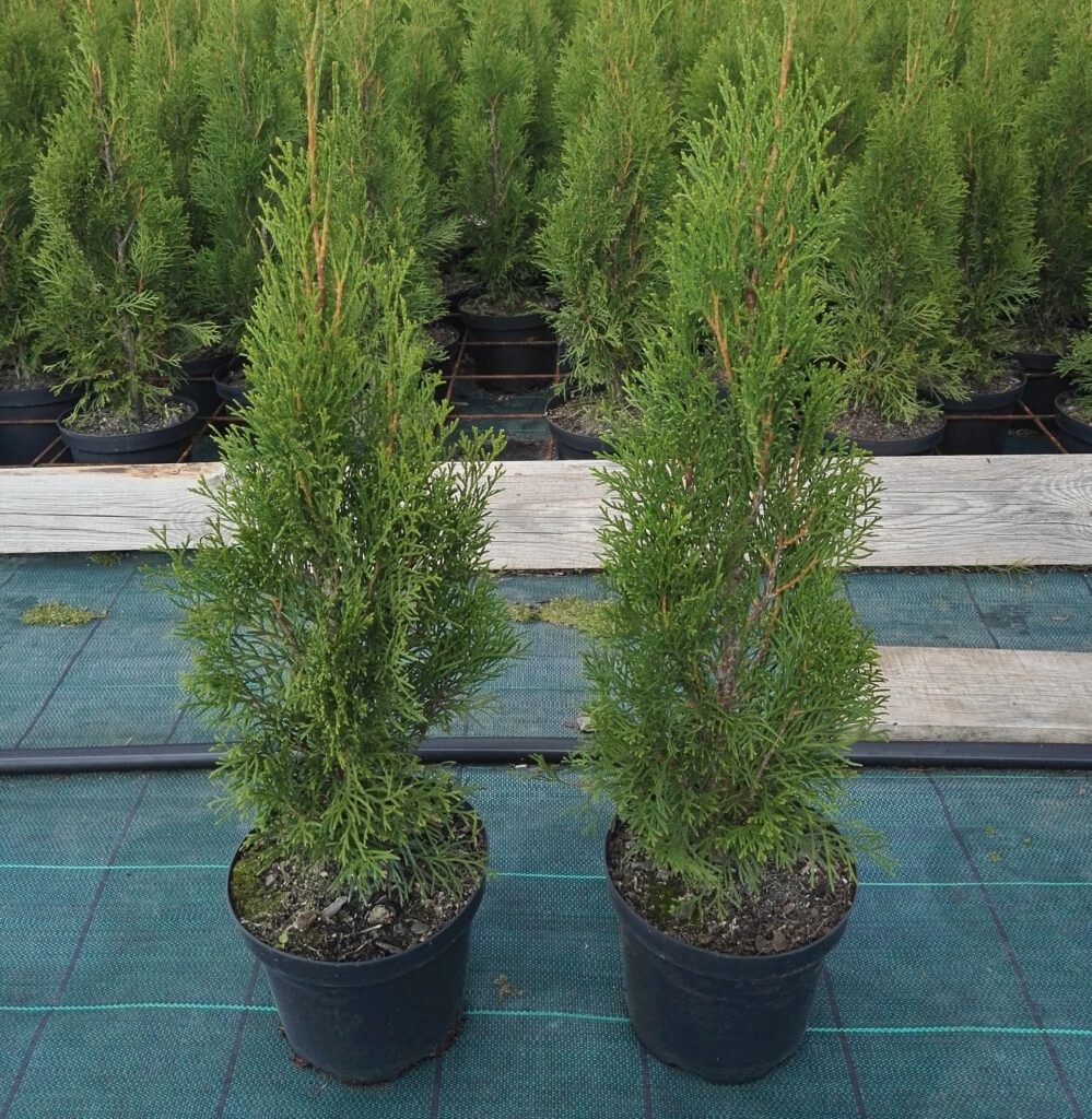 Туя Смарагд 65 см