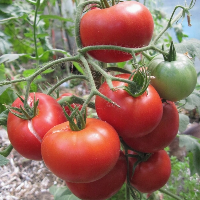 Томат Агата