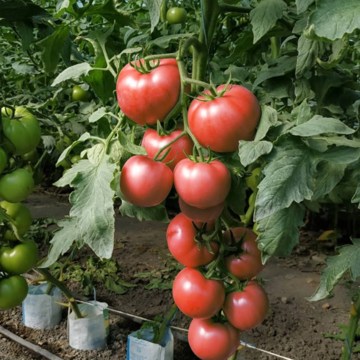 Миниатюра 2