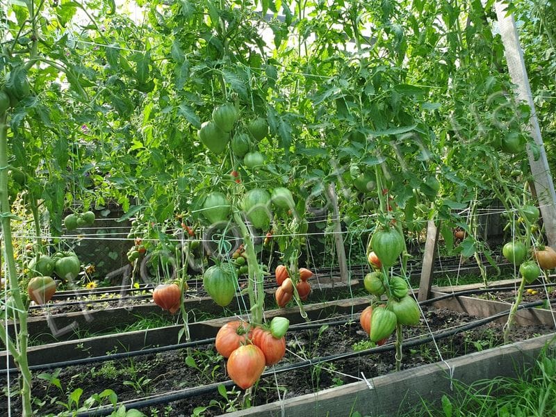 Миниатюра 4