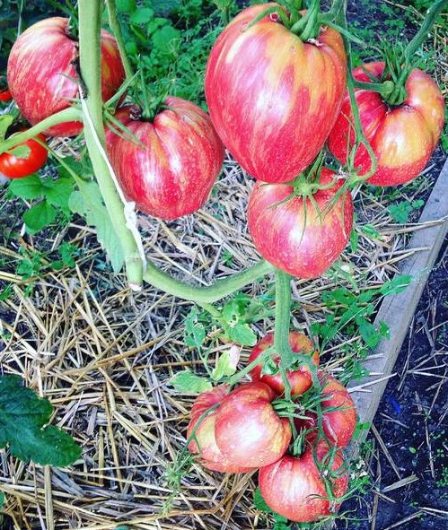 Миниатюра 3