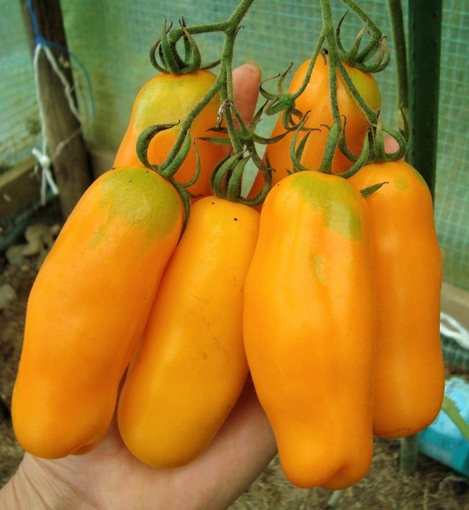 Миниатюра 2