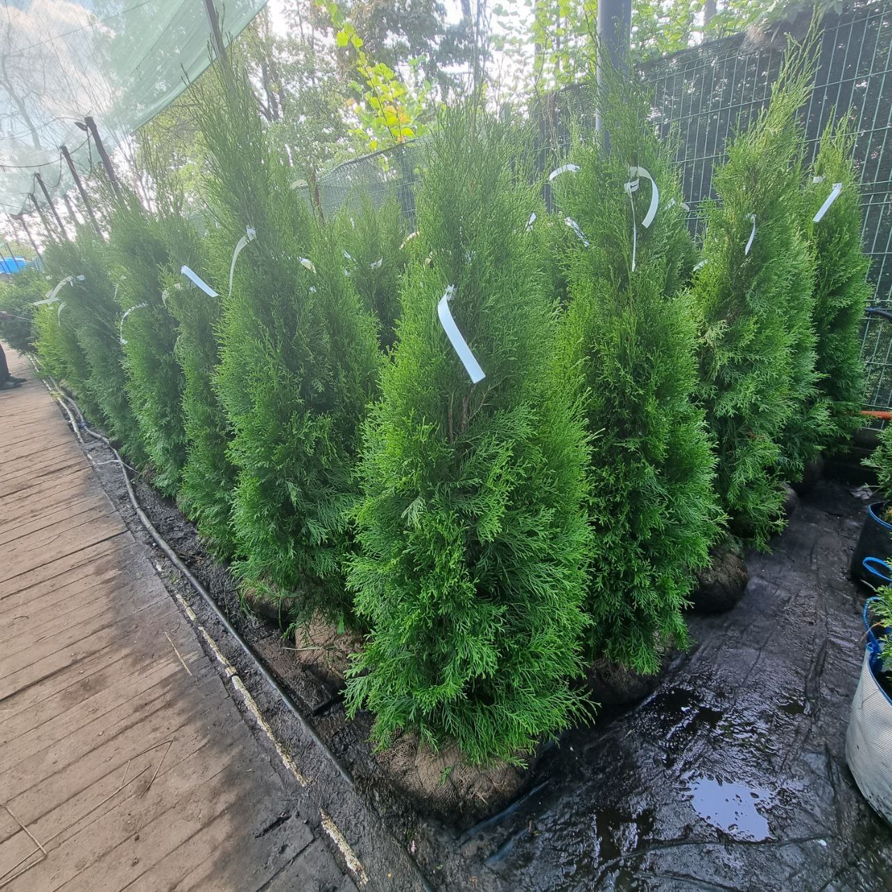 Туя Смарагд 200 см