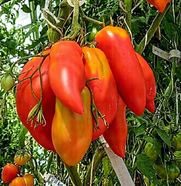 Томат Аббатиста