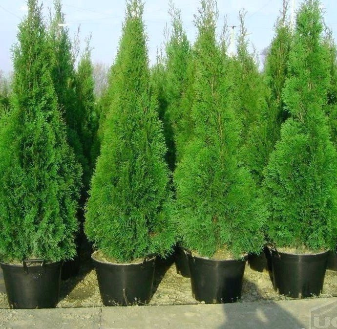 Туя Смарагд 100 см