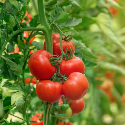 Томат Воронежское Чудо