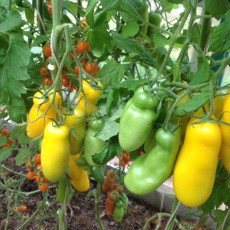 Томат Аурия Желтая