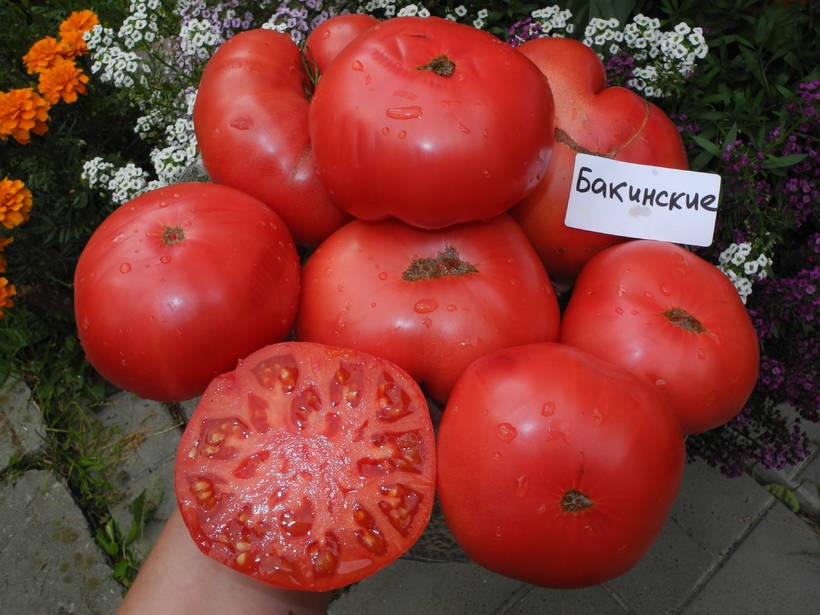 Томат Бакинские 622