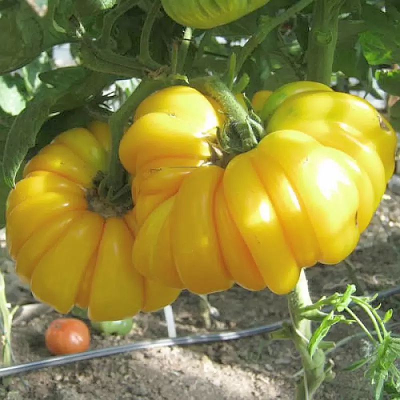 Томат Розовый Монстр