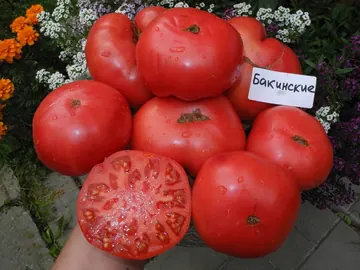 Томат Бакинские 622