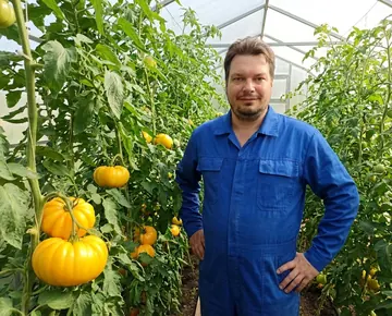 Томат Флорентийская Красавица
