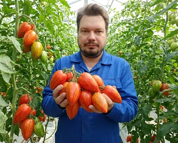 Томат Пестрый Римский