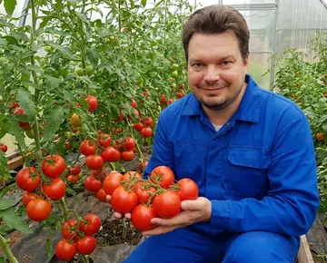 Томат Румба Ожаровска