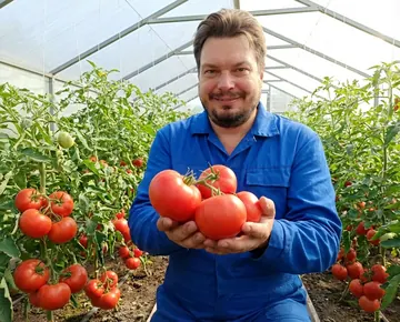 Томат Сказки Шахерезады