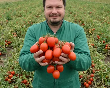 Томат American Heinz 3402