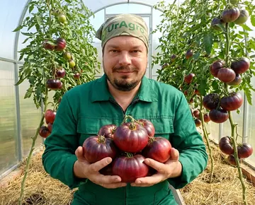 Томат Синий