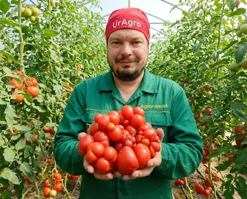 Томат Загадочный странник