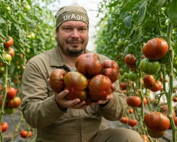Томат Шоколадный полосатый