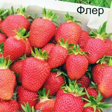 Клубника Flair