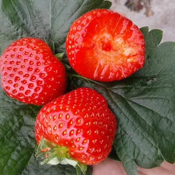 Клубника Флорентина