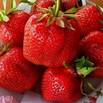 Клубника Джоли