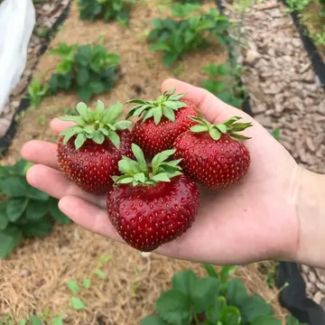 Клубника Мальвина