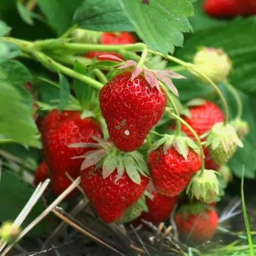 Клубника Альба