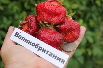 Клубника Великобритания