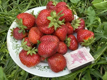 Клубника Магнус
