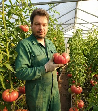 Томат БрендиВайн Розовый