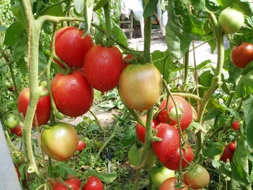 Томат Малиновый Ожаровски