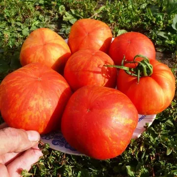 Томат Red Elberta Peach (Красный персик Эльберта)