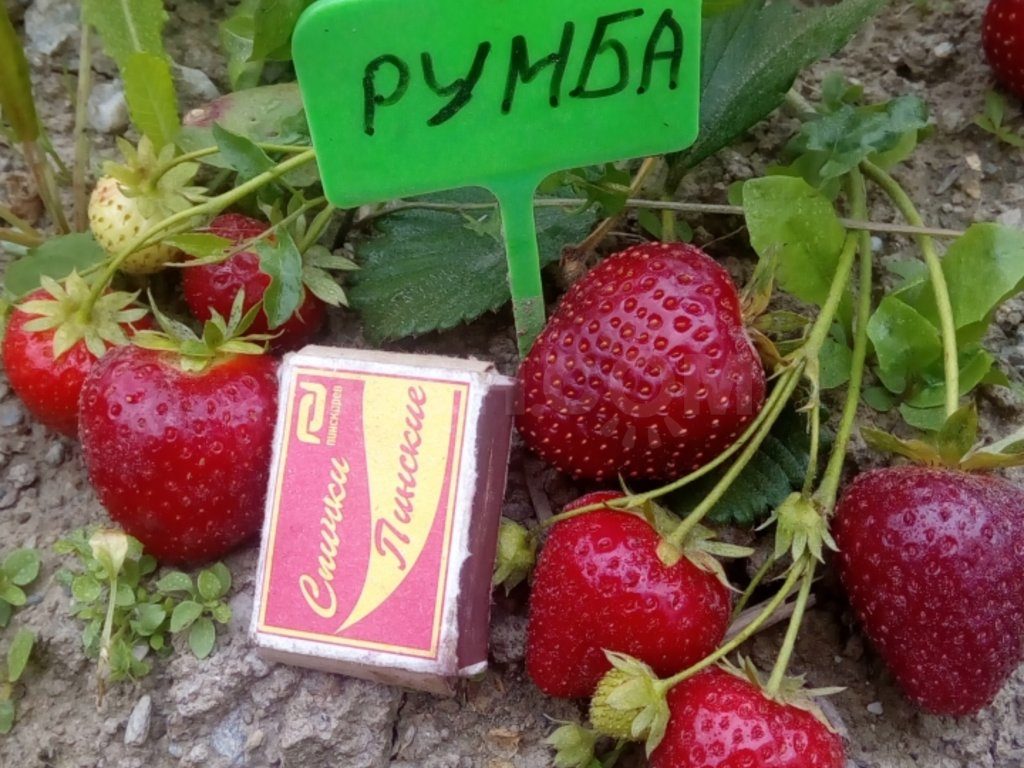 Миниатюра 3