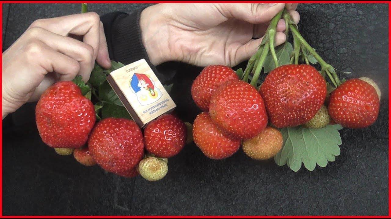 Миниатюра 5
