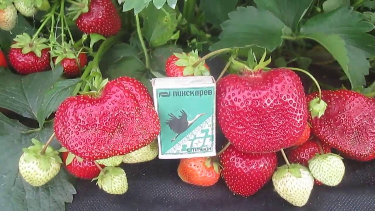 Миниатюра 3