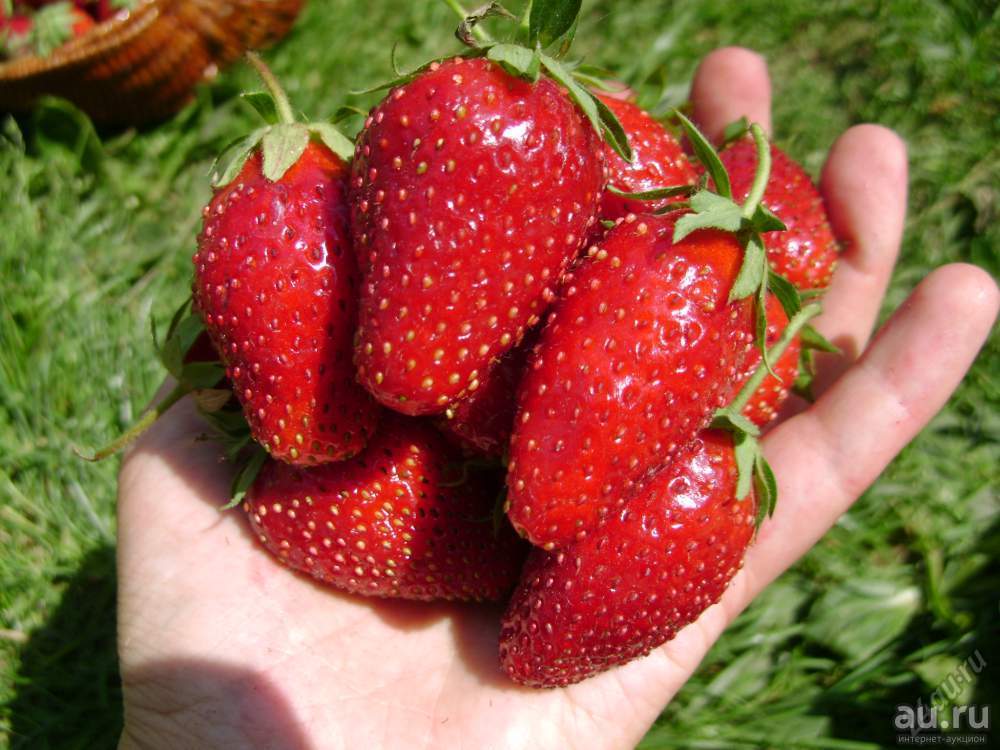 Миниатюра 2