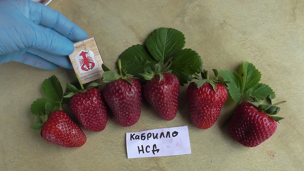 Миниатюра 2