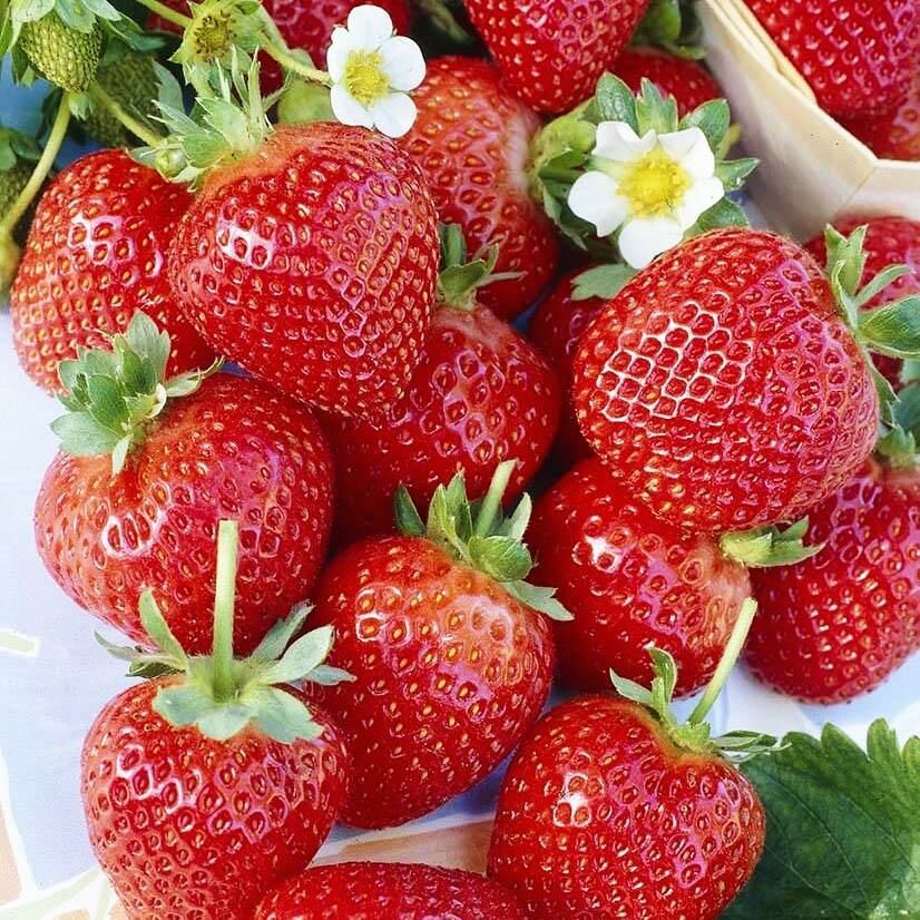 Клубника Альбион